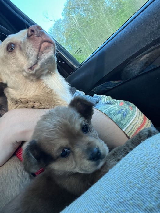 Pet sitting pentru lăbuțe fericite și inimi liniștite