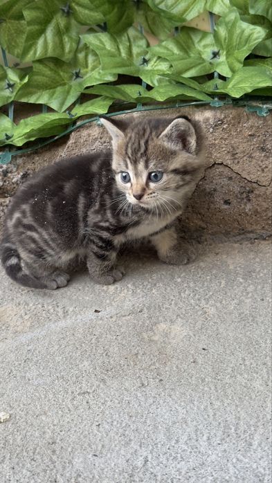 Продам котят мама вислоухая