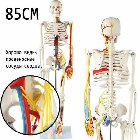 Скелет человека анатомическая модель