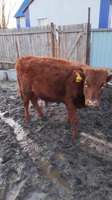 Продам бычка. Вопросы по телефону.