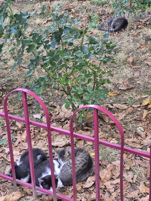Pisoi maidanezi caută casă
