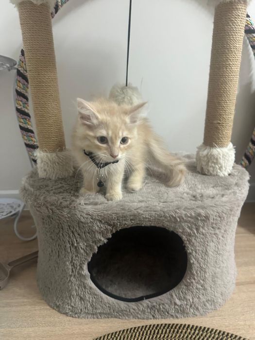 Котенок бесплатно в добрые руки