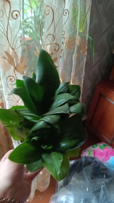 Различные цветочки