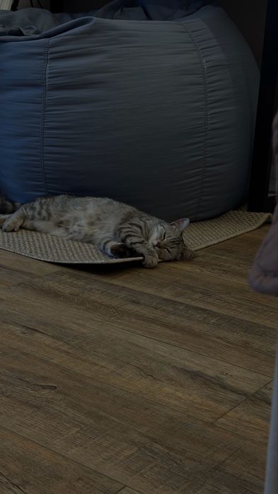 Отдам в добрые руки кошечку