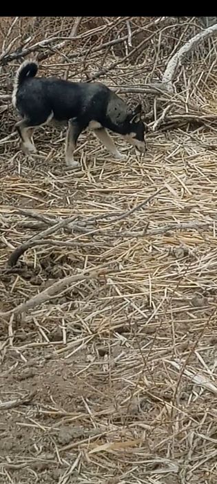 Лайка 3 айлық ұрғашы