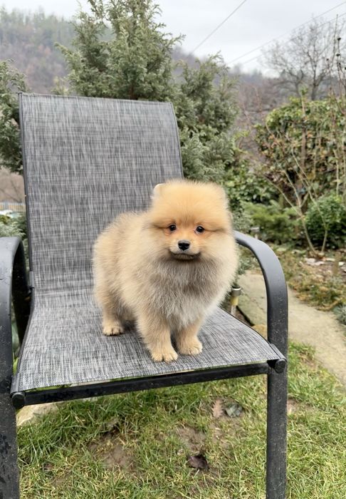 Померан момче със втора ваксина