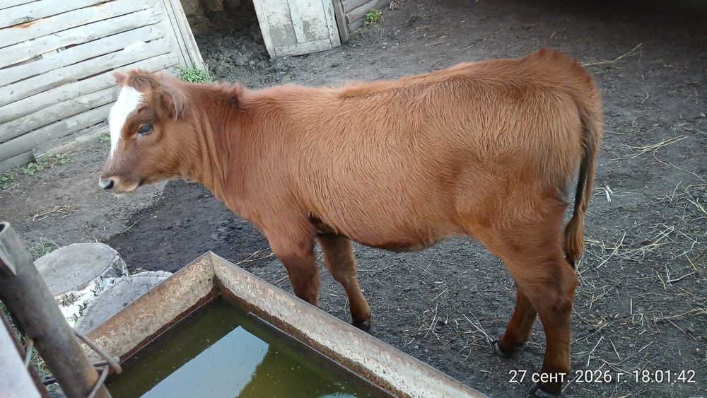 Продам племенную корову с теленком