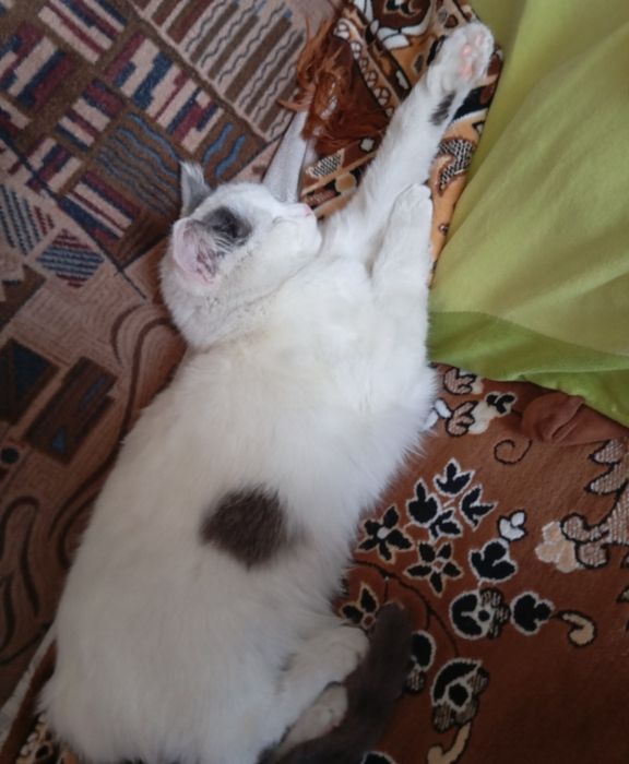 Отдам кошку в добрые руки