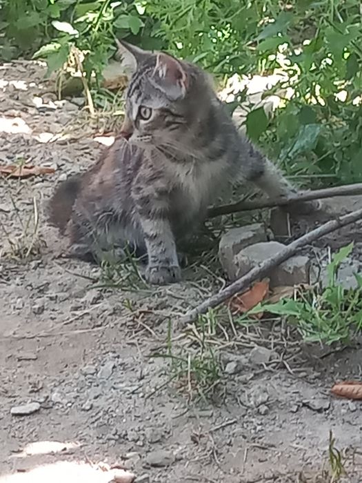 Котёнок бесплатно!