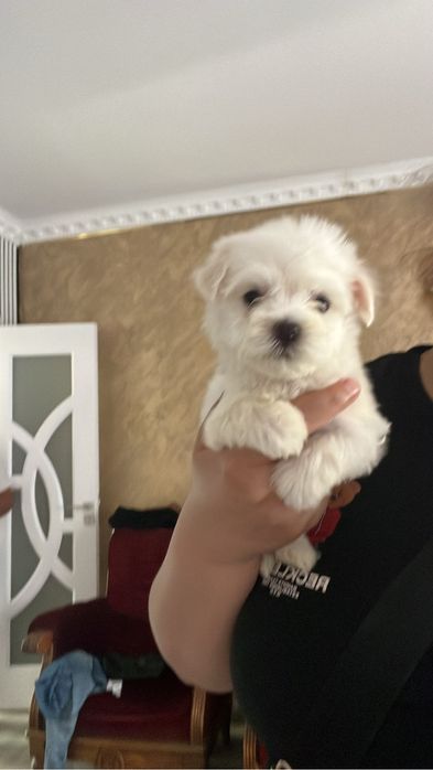 Bichon maltez talie mica