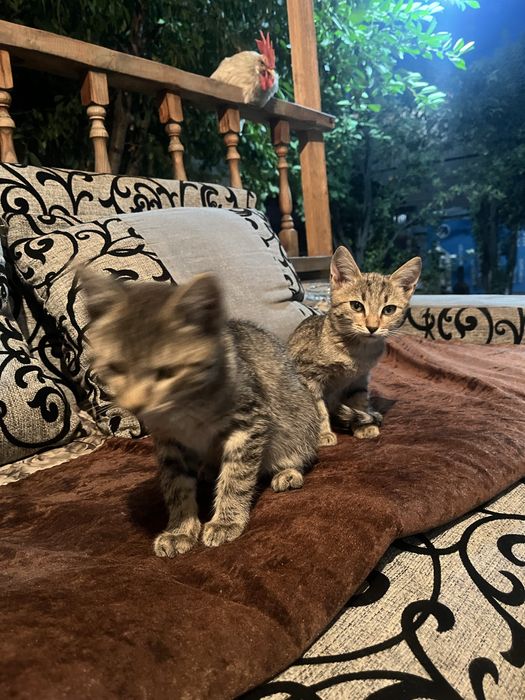 Котята бесплатно
