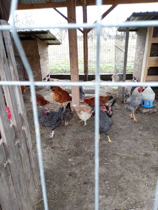 Pui de gaina diferite rase