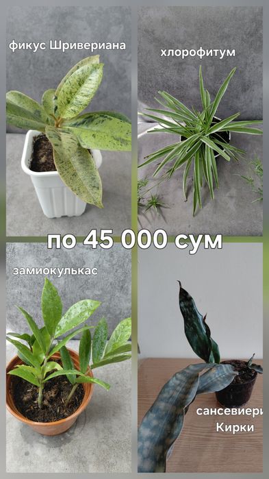Комнатные цветы недорого