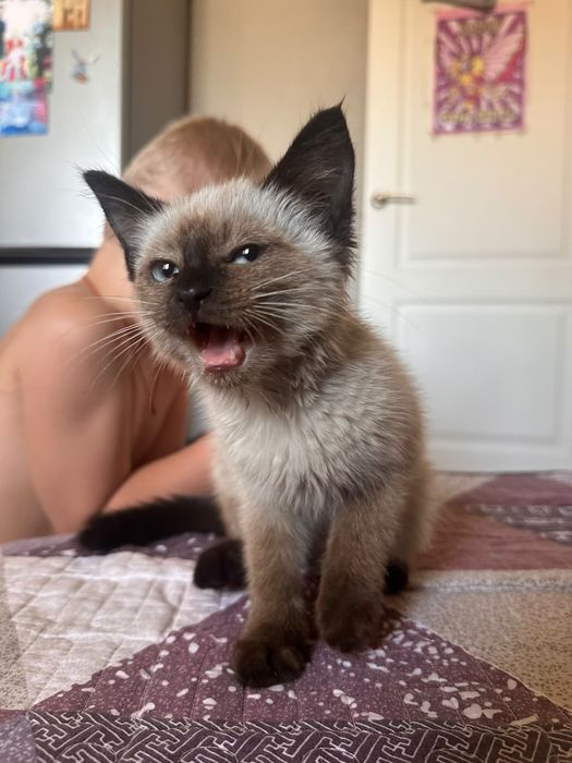 Котёнок сиамский девочка бесплатно