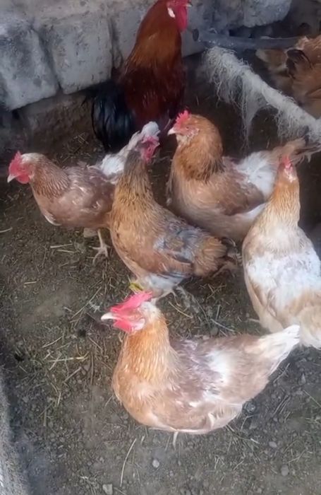 Тауықтар  тауықтар тауықтар