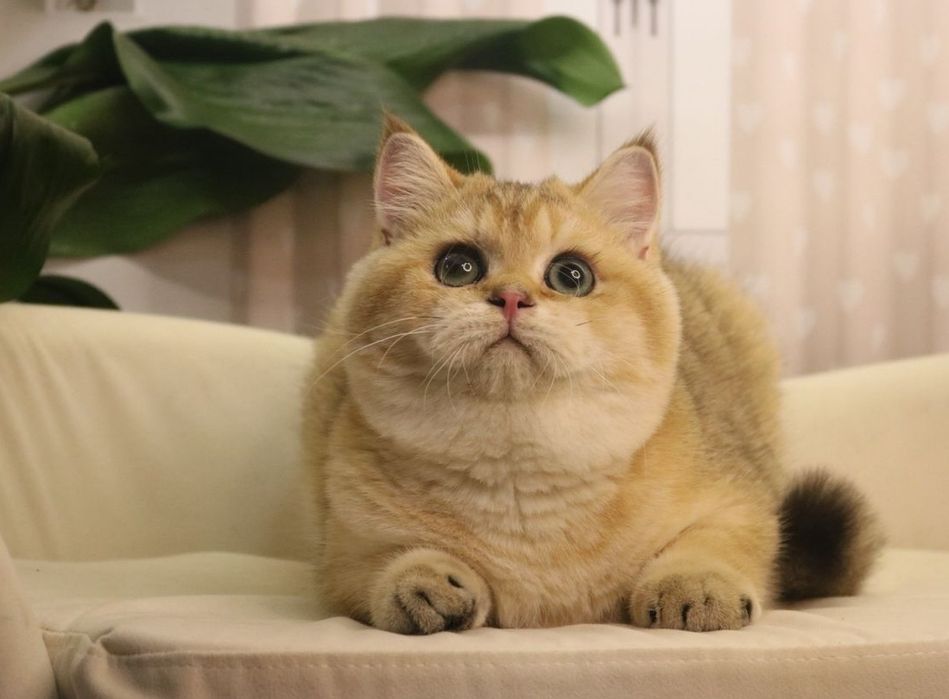 Мальчик чистокровный британец с окрасом золотая шиншилла