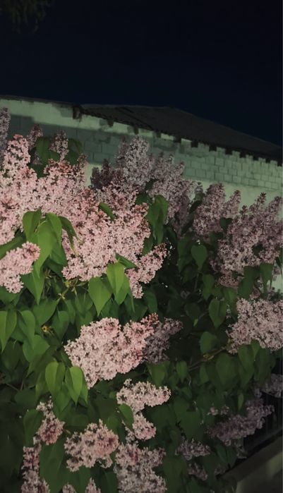 Хотите красивые сирень букеты пишите