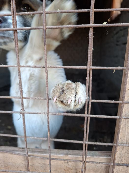 Еркек күшік сатылады