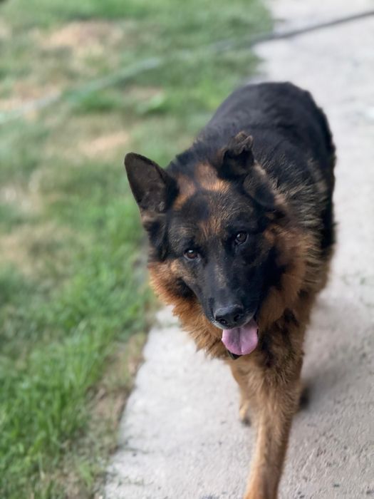 Немецкая овчарка