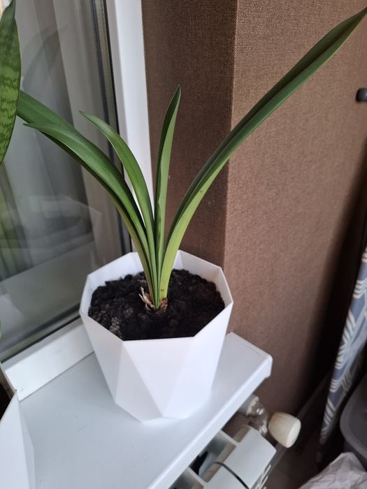 Продаётся комнатные цветы