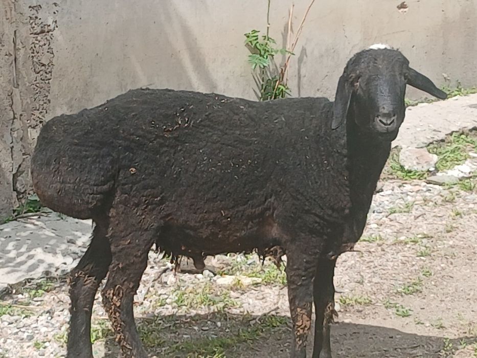 Кучкор сотилади 7 ярим млн