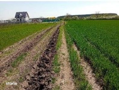 Teren intravilan Dascalu , ID: R3093806