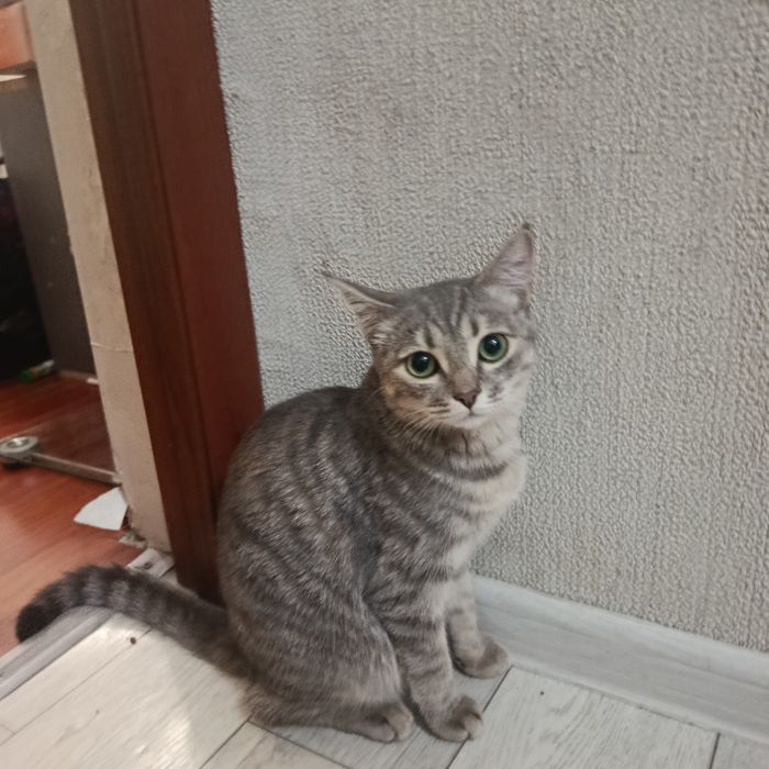 Милая кошка приученная