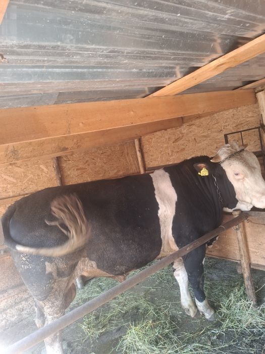 De vănzare vacă fătată recent si un taur mai multe detalii la nr telefon telefon 0741 842 024