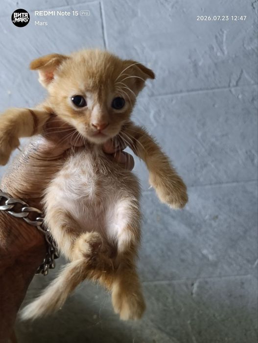 Котята Скоттиш-фолд