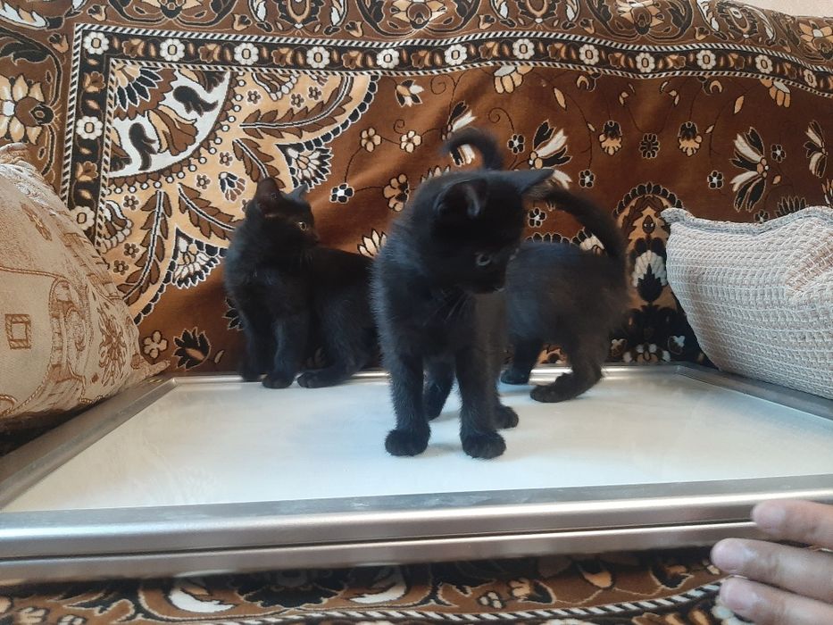 Отдам котят бесплатно