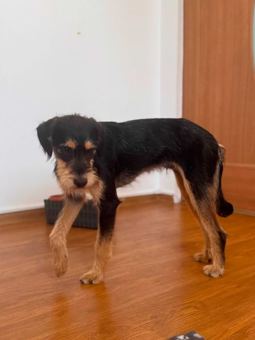 Adoptie pui de catel de 8 luni