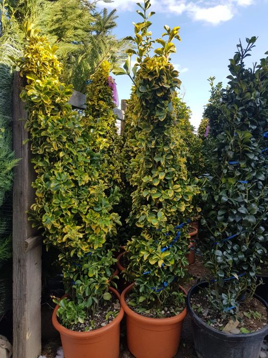 Catalpa ilex / buxus pon pom , spirale pin mugo, glob etc