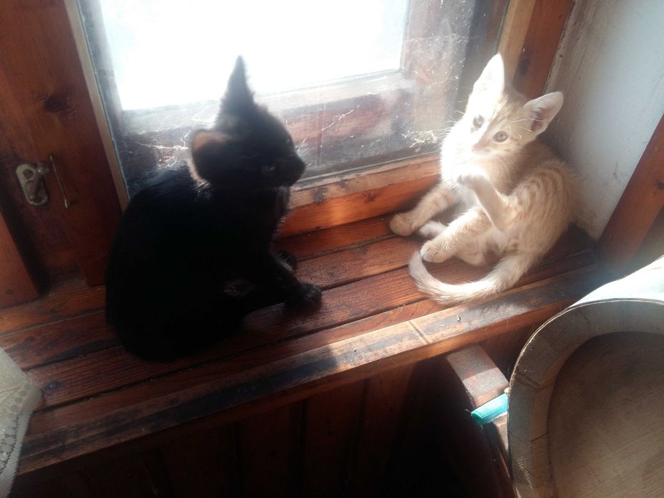 Подарявам двумесечни котенца.