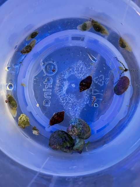 Melci alge /clean up crew acvariu marin