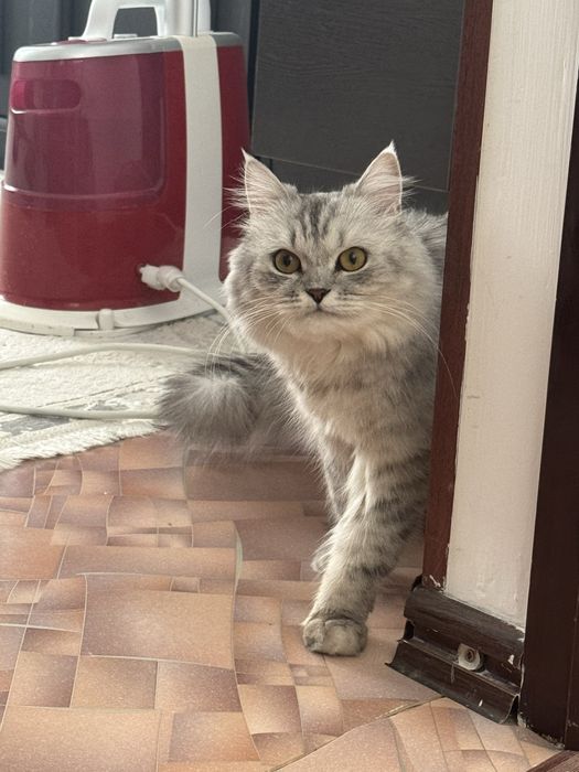 Длинношерстная британская кошка