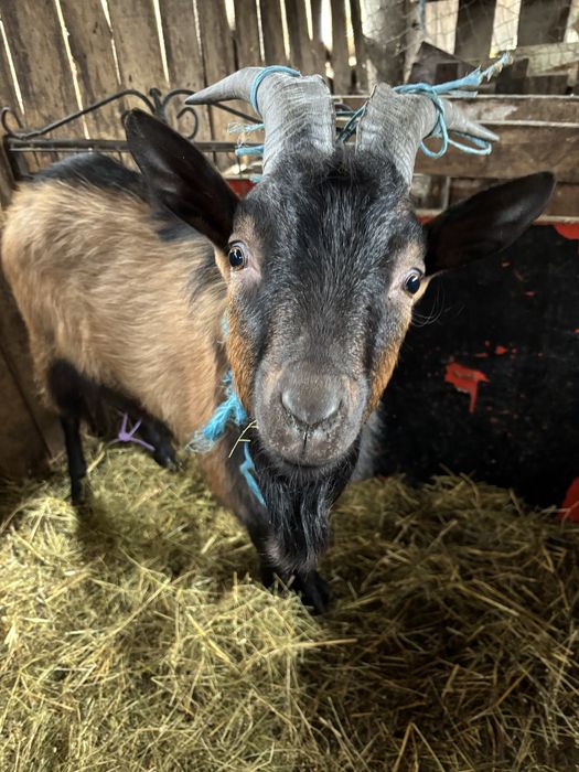 vand tap alpin francez