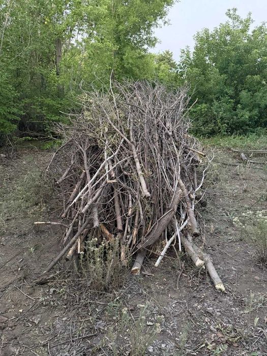 сухостой ( дрова)