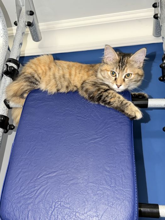 Сибирская кошечка