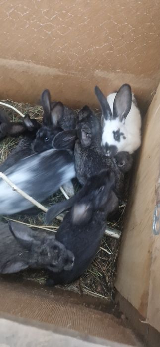 продам кролик шиншиллы