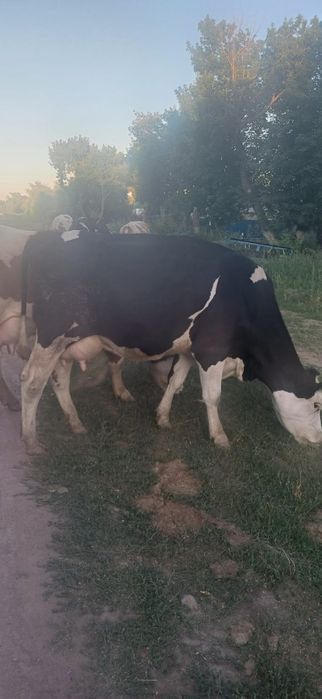 Продам коров молочной породы