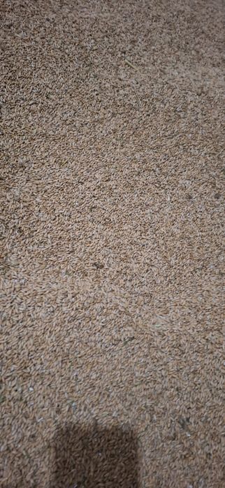 Triticale de vanzare