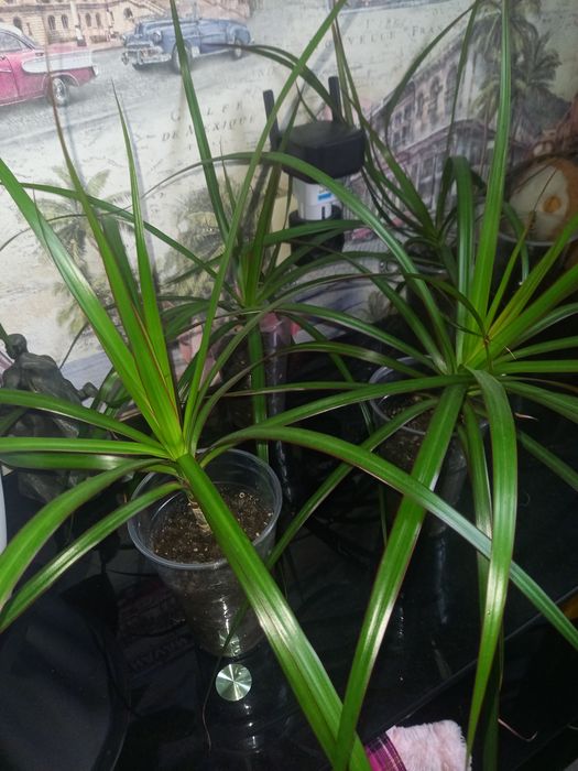 Продам Драцену маргинату