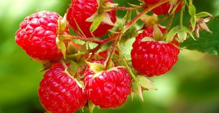 Arbusti Fructiferi (Zmeur Rosu )