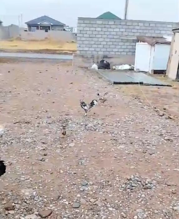 Японский  тауықтар