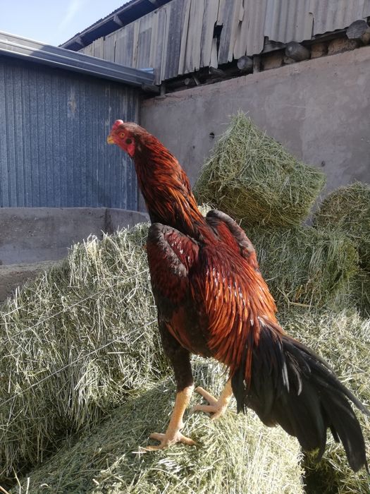 Продаётся о Шамо