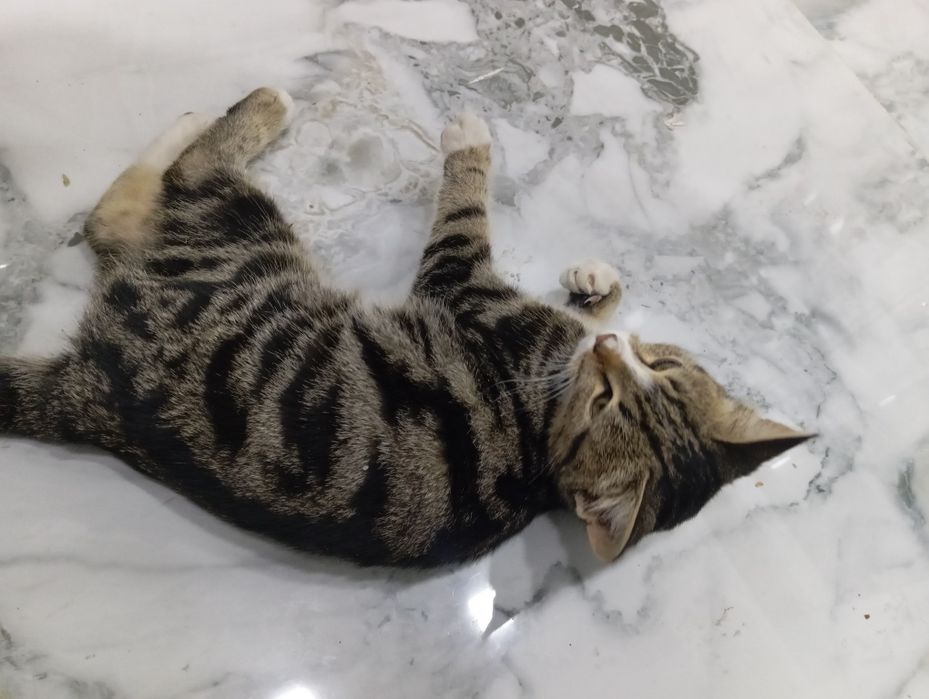 Porodiyali uy mushugi sotiladi, faqat yaxshi qoʻllarga .