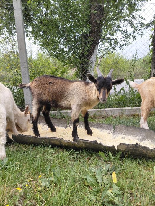 Vând țap și iezi