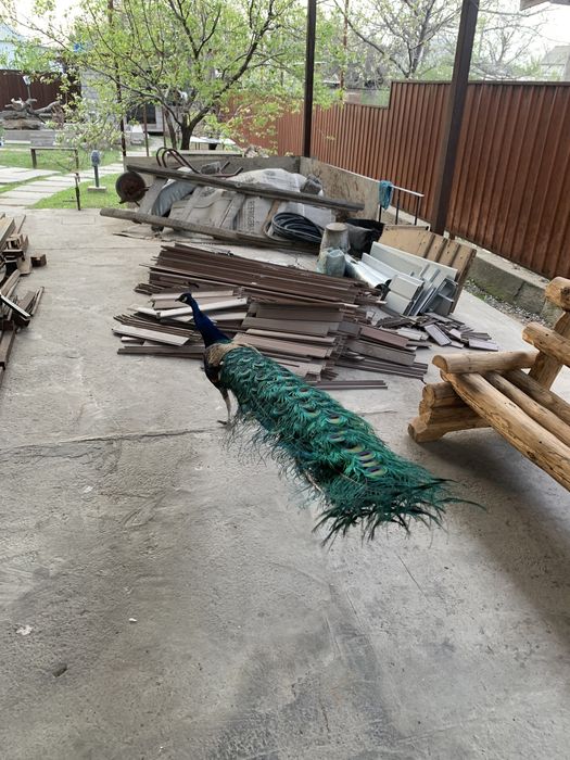 Продам яйцо индийского павлина свежие