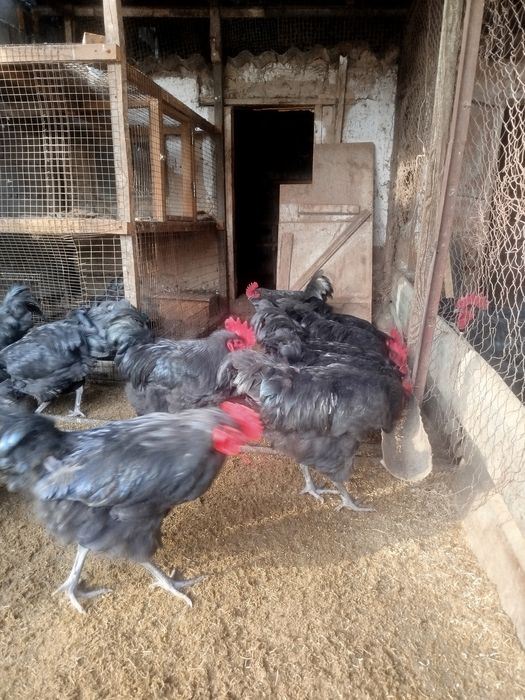 Петухи Астролопт