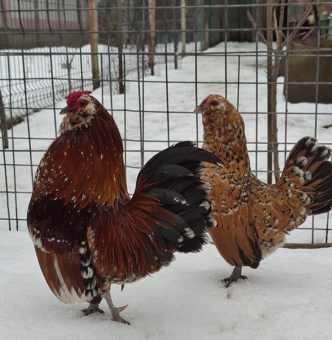 Barboasa de anvers pereche